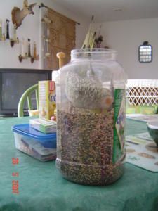 CALOU-5.JPG