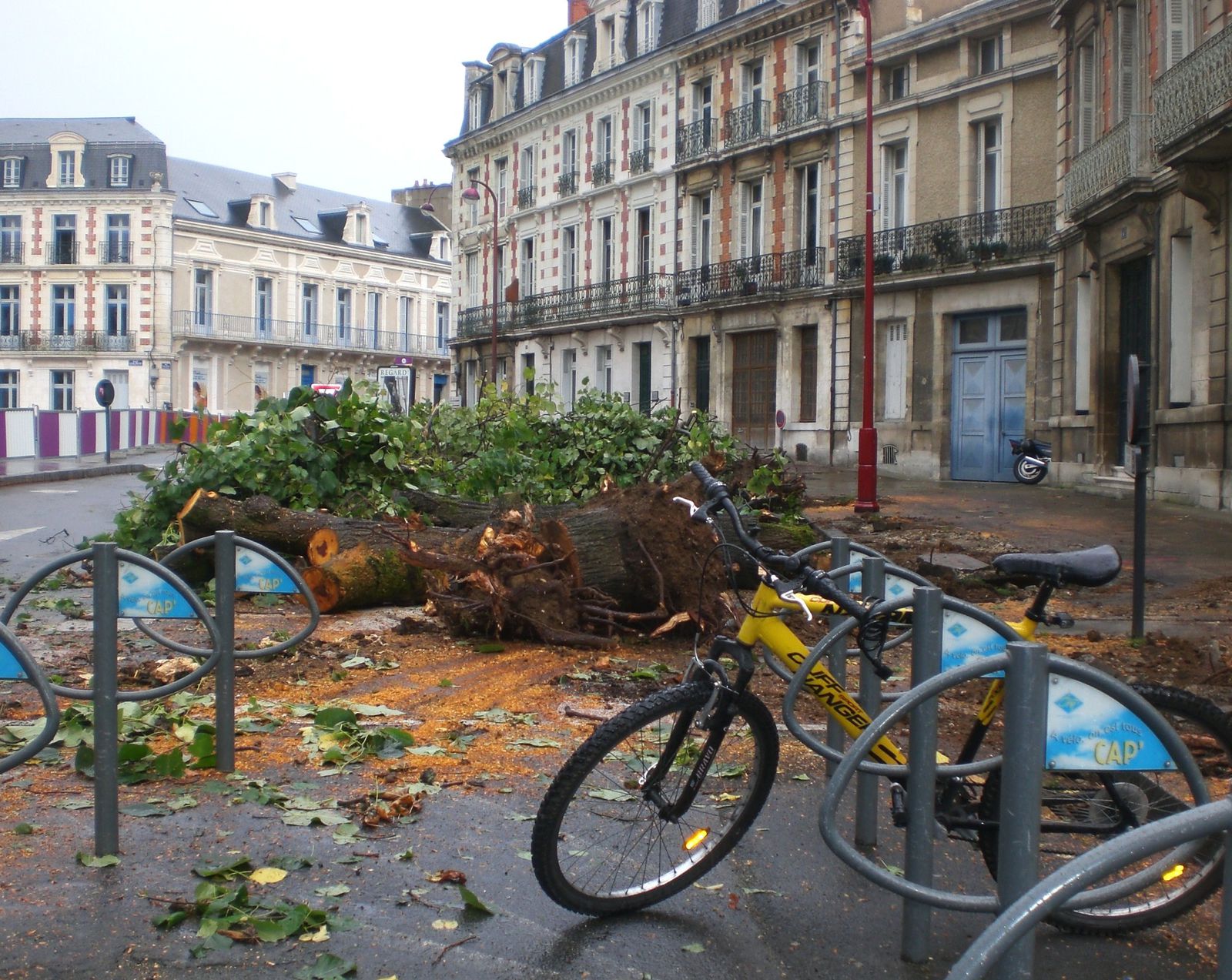 Arbres-prefecture-arraches.JPG
