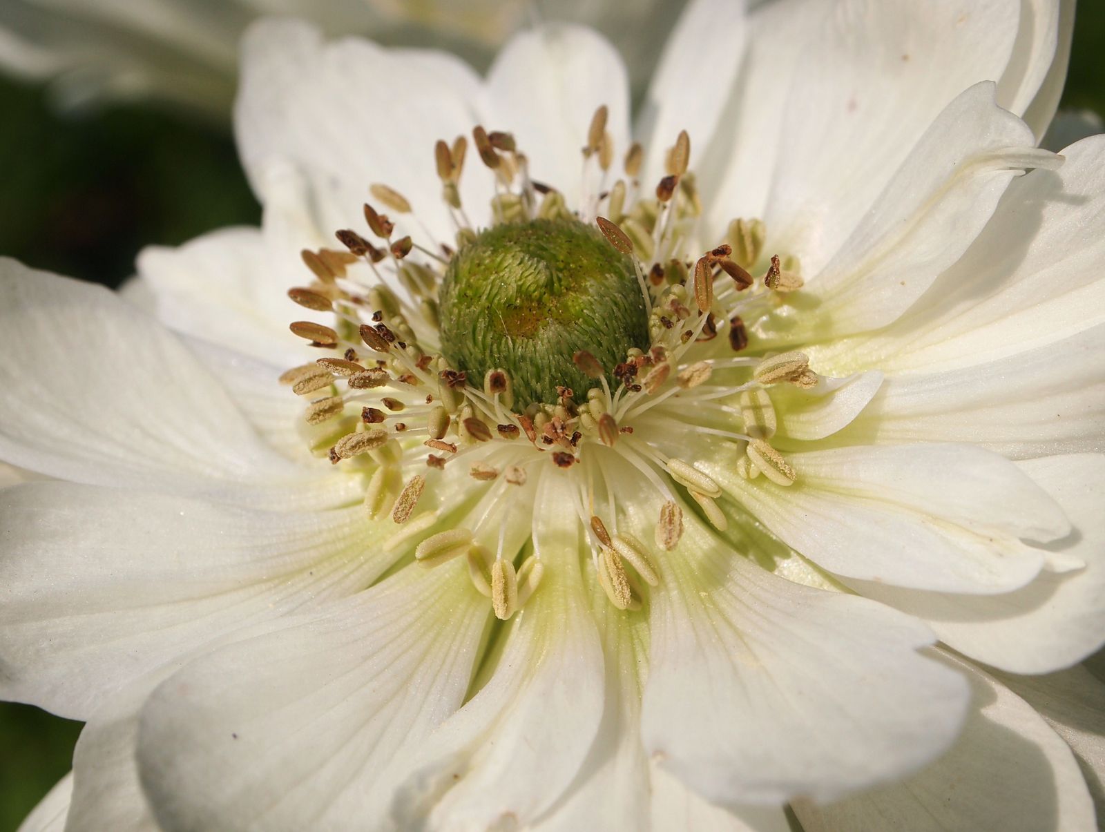Macro-fleur-blanche.JPG