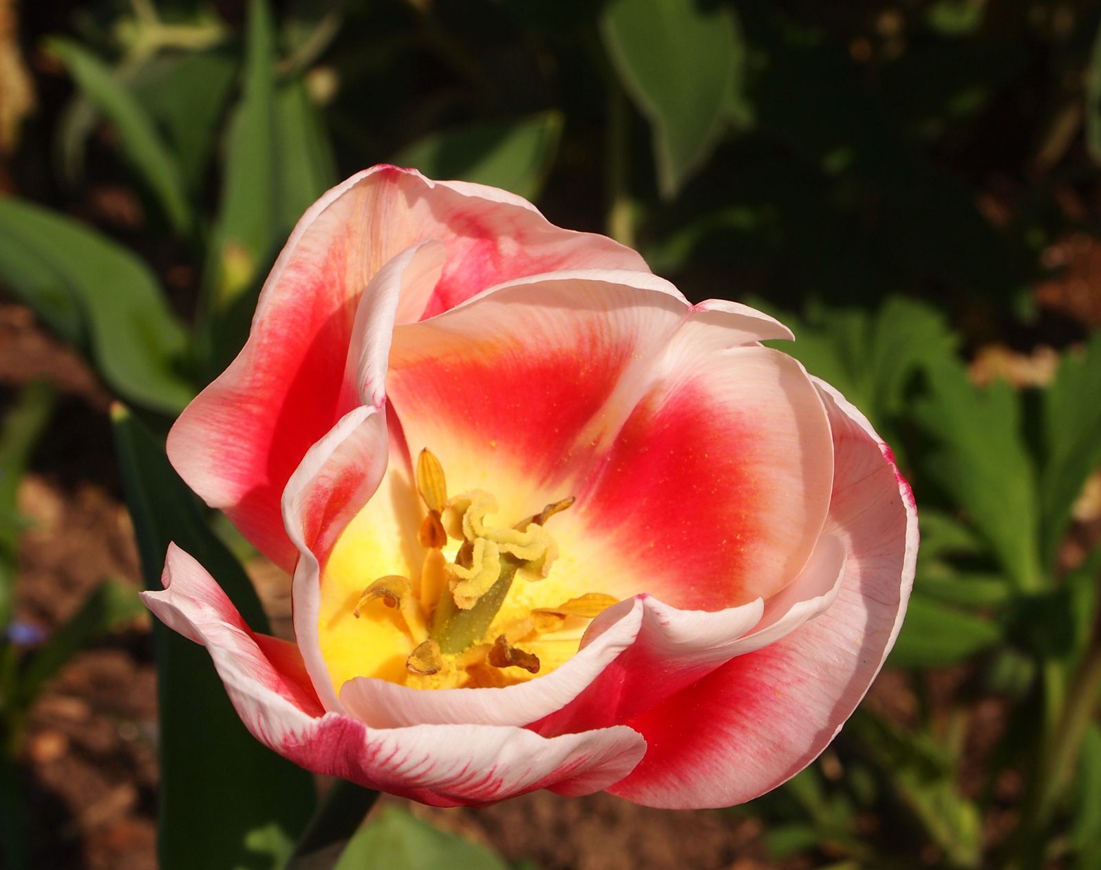 Macro-fleur-rose.JPG