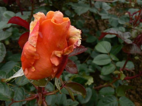 apr--s-midi-du-20-mai--au-grd-parc-190.jpg