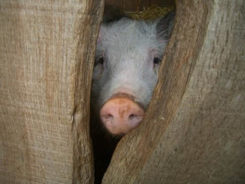 cochon-animaux-coucou-puy-vendee-881251.jpg