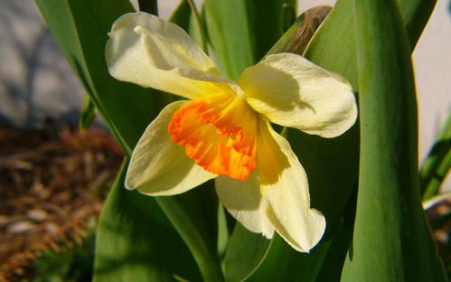 jonquille1280x800.jpg