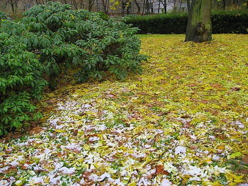 Neige-contrastes.jpg