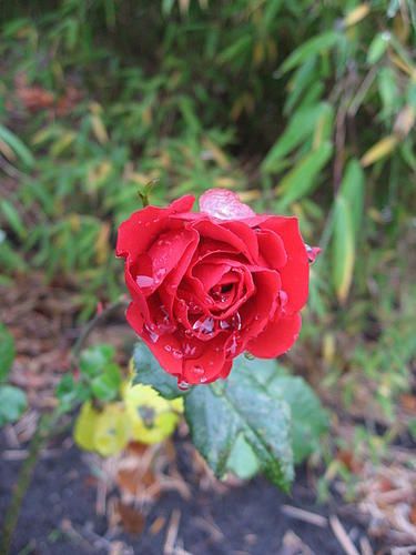 Neige-rose.jpg