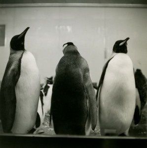 pingouinsansmarges.jpg