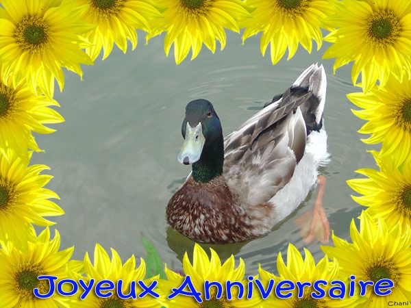 Carte postale joyeux anniversaire de Canard - AnimallaminA