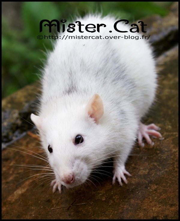 la-vie-des-rats-chez-mister-cat-photofarfouille-19