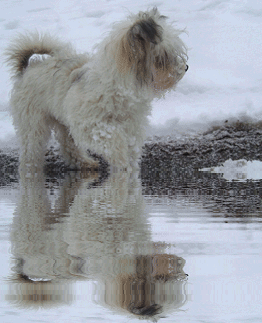 Reflet de Neige Gif Animé