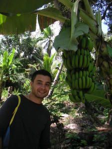 fran--ois-bananes.JPG