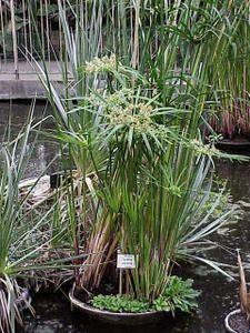 Cyperus_papyrus_1.jpg