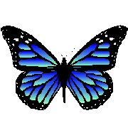 papillon_bleu