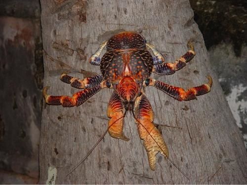 CRABE-1.jpg