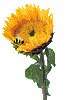 fleur-021.gif