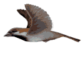 oiseaux-70.gif