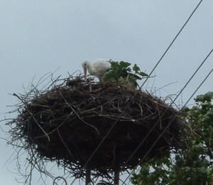 DSCF0219.JPG
