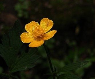 petite-fleur-jaune.jpg