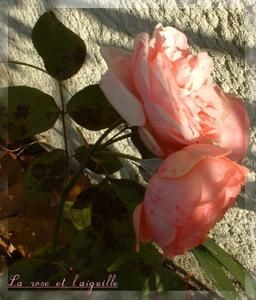 rose-aut-07-00003.JPG