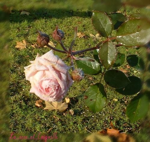 rose-aut-07-00009-copie-1.JPG