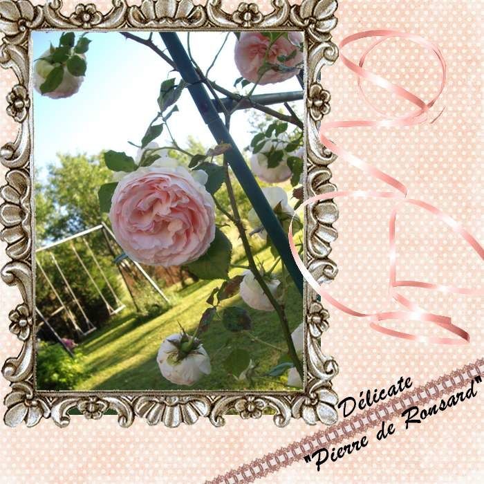 Le temps des roses La rose et l