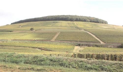 corton-colline.jpg