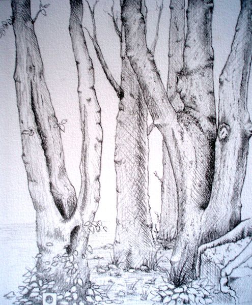 Christophe Eudeline. Crayonné d'arbres