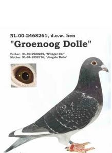 Groenoog-Dolle.jpg