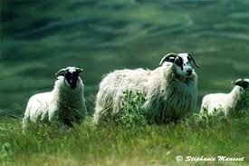 highlands-mouton.jpg