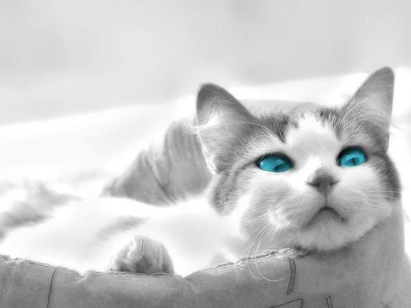 chat-aux-yeux-turquoise.jpg