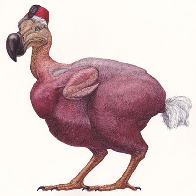 bare dodo