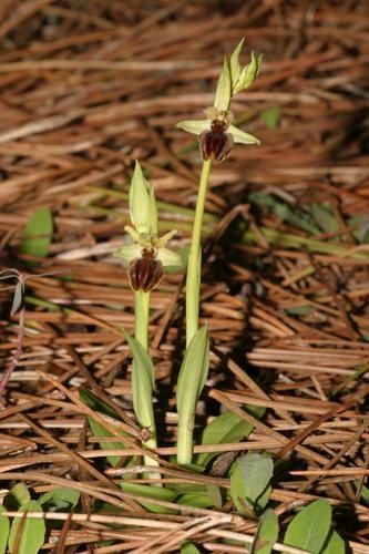 Aranifera1.jpg