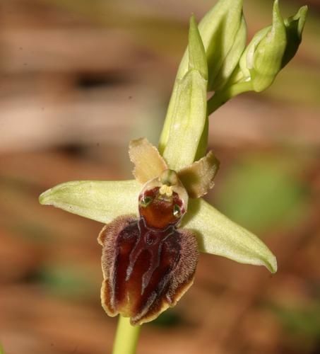 Aranifera2.jpg