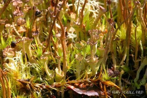 Cladonia-cervicornis.jpg