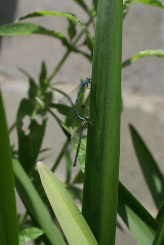 Coenagrion-mercuriale-5.jpg