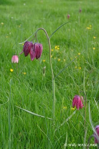 Fritillaire.jpg