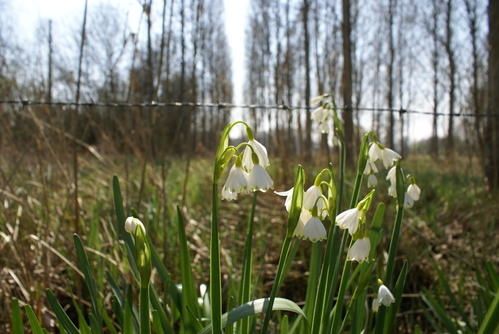 Leucojum-aestivum-8.jpg