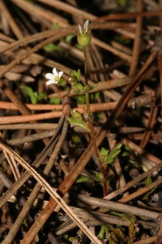Saxifraga.jpg