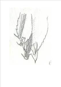 bernay2008-1.jpg