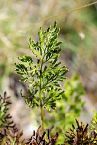 cryptogramma-crispa.JPG
