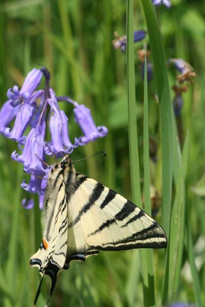 Iphiclides podalirius