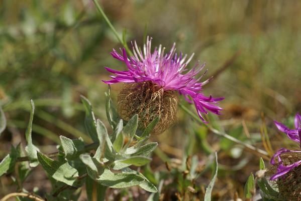 Centaurea pseudophrygia