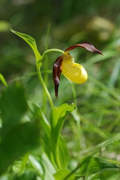 Cypripedium calceolus