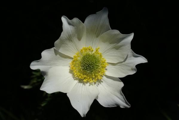 Pulsatilla alpina subsp. alpina