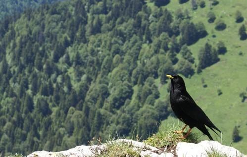 Pyrrhocorax graculus