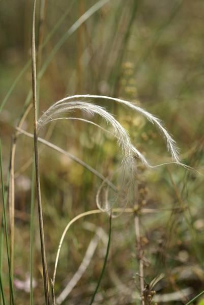 Stipa pennata