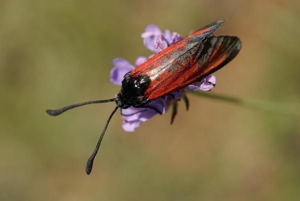 Zygaena erythrus