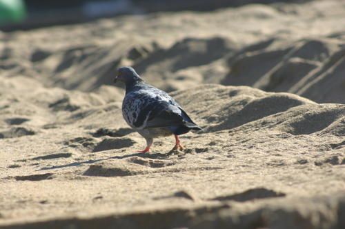 036-Pigeon-sur-une-plage-pays-basque-espagnol-2005.jpg