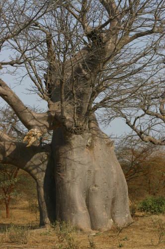 014-Il-n-y-a-pas-d--l-phants-dans-le-parc-mais-un-baobab--l-phant.jpg