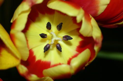 248-Coeur-de-tulipe.jpg