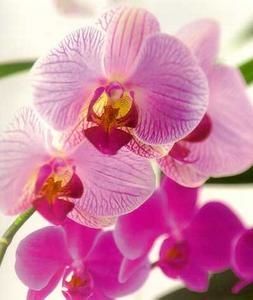 fleurs-170.jpg